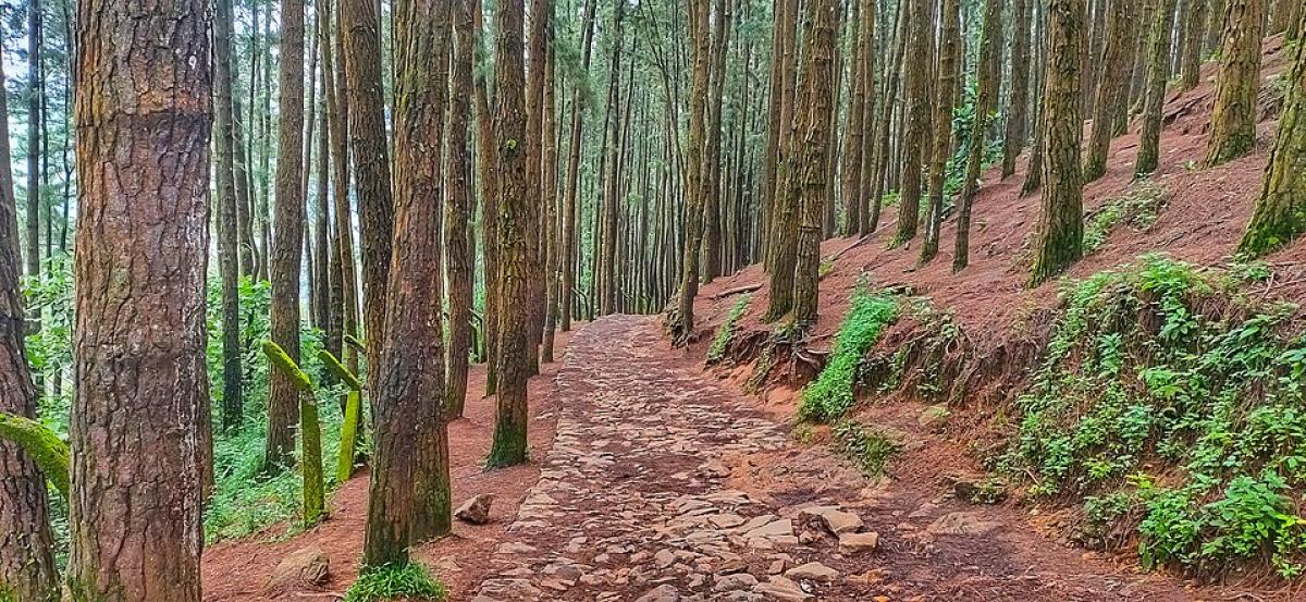 Vagamon Pine Forests