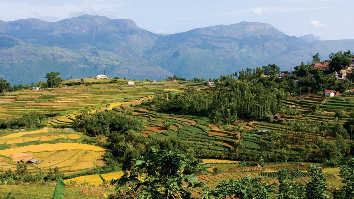 Marayoor Sandalwood Forests