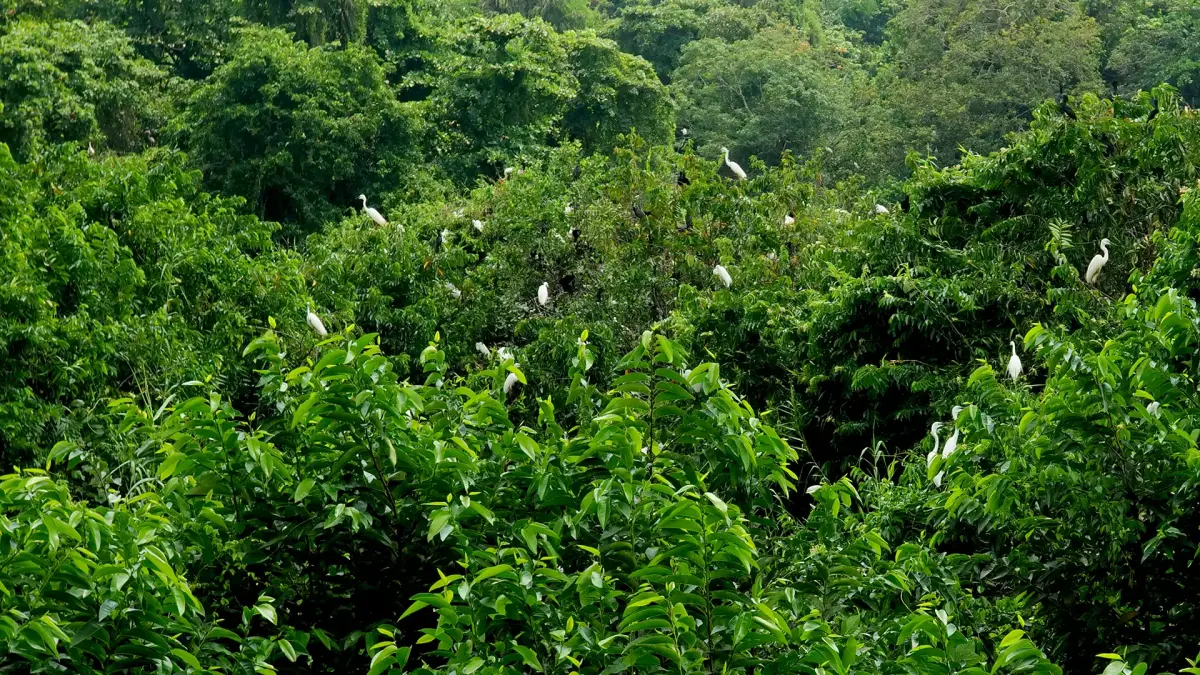 Spread out over 14 acres, this sanctuary is a lively hub of a wide variety of avian species